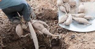 L'Ami des Jardins 1186 Jardiner en mai…