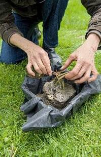 L'Ami des Jardins 1186 Installer les nénuphars