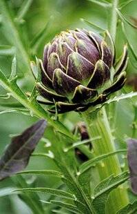 L'Ami des Jardins 1186 Planter des artichauts