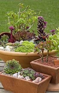 L'Ami des Jardins 1186 Composer une potée de succulentes
