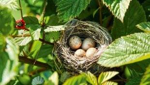 L'Ami des Jardins 1186 Ne pas déranger les nids