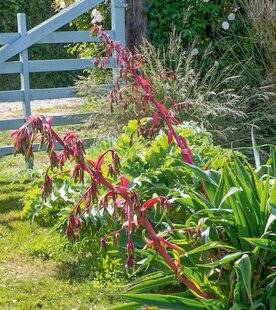 L'Ami des Jardins 1186 Le lis du Mexique, idéal en jardin sec