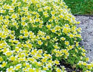 L'Ami des Jardins 1186 Semer des œufs sur le plat