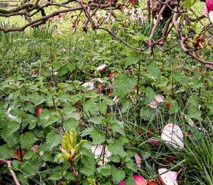 L'Ami des Jardins 1186 Garder un coin pour les orties