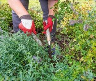 L'Ami des Jardins 1186 TAILLER LES NÉPÉTAS