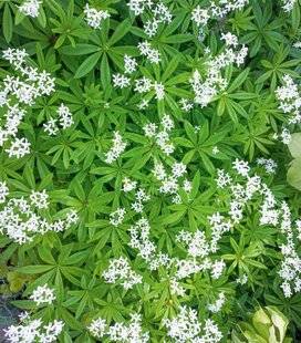 L'Ami des Jardins 1186 L'ASPÉRULE ET SON PARFUM ENIVRANT
