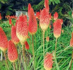 L'Ami des Jardins 1186 PLANTER LES TISONS-DE-SATAN
