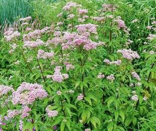 L'Ami des Jardins 1186 JARDIN FLEURI, JARDIN VIVANT