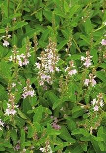 L'Ami des Jardins 1186 UNE VÉRONIQUE ROSE