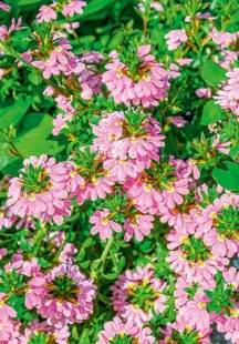 L'Ami des Jardins 1186 ADOPTER LA FLEUR ÉVENTAIL