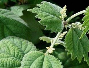 L'Ami des Jardins 1186 Urticacées