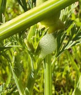 L'Ami des Jardins 1186 DRÔLE DE MOUSSE SUR LE PAVOT DE CALIFORNIESOS