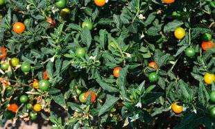 L'Ami des Jardins 1186 LE POMMIER D'AMOUR