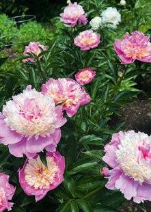 L'Ami des Jardins 1186 37