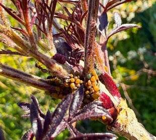 L'Ami des Jardins 1186 DES PUCERONS SUR LE SUREAU