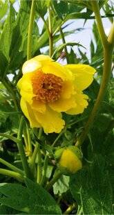 L'Ami des Jardins 1186 UNE PIVOINE QUI SORT DE L'ORDINAIRE