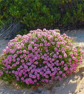 L'Ami des Jardins 1186 LA PIMÉLÉE FERRUGINEUSE, SUPERBE EN BORD DE MER