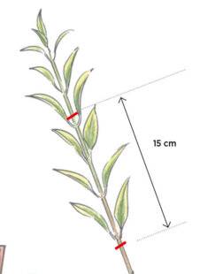 L'Ami des Jardins 1186 BOUTURER LES TROÈNES