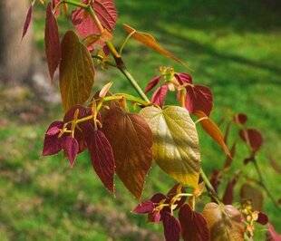 L'Ami des Jardins 1186 UN TILLEUL TRÈS ORIGINAL