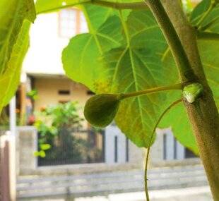 L'Ami des Jardins 1186 GARE AU FIGUIER