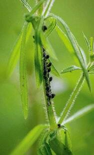 L'Ami des Jardins 1186 700