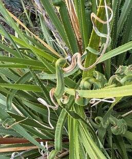 L'Ami des Jardins 1186 STRESS SUR LE DASYLIRION