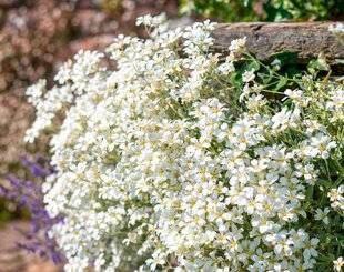 L'Ami des Jardins 1186 DIVISER L'OREILLE-DE-SOURIS