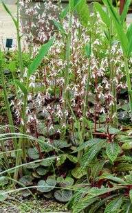 L'Ami des Jardins 1186 MARCHE À L'OMBRE…