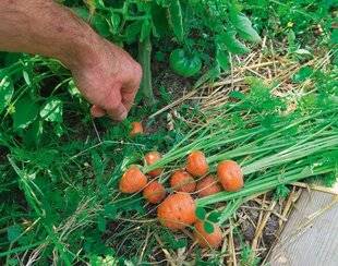 L'Ami des Jardins 1186 COMMENT OPTIMISER L'ESPACE