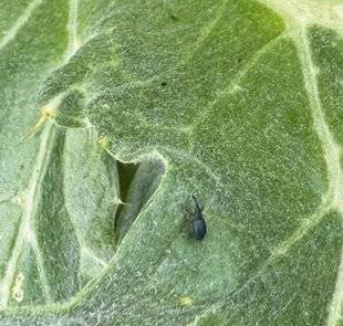 L'Ami des Jardins 1186 L'APION DE L'ARTICHAUT