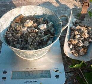 L'Ami des Jardins 1186 RÉCUPÉRER LES FIENTES DES VOLAILLES