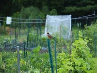 L'Ami des Jardins 1186 CONNAÎTRE SON ENVIRONNEMENT