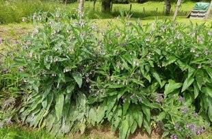 L'Ami des Jardins 1186 Éliciteur