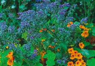 L'Ami des Jardins 1186 BIOMASSE À DOMICILE