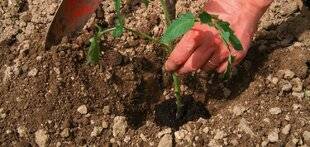 L'Ami des Jardins 1186 PLANTER LES TOMATES