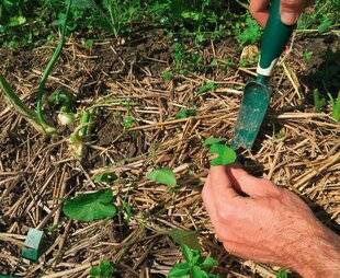 L'Ami des Jardins 1186 MAÎTRISER LA VÉGÉTATION SPONTANÉE