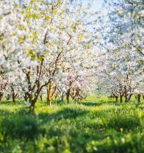 L'Ami des Jardins 1186 LES BONNES FLEURS DONNENT DE BONS FRUITS