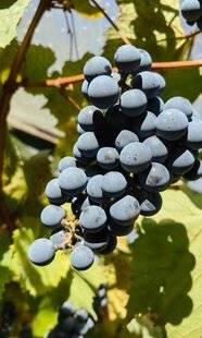 L'Ami des Jardins 1186 PLANTER UN CORDON DE VIGNE