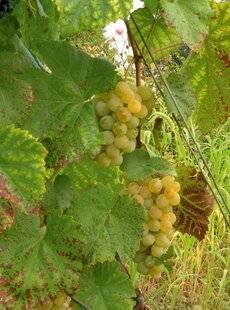 L'Ami des Jardins 1186 UN RAISIN JAMAIS MALADE