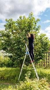L'Ami des Jardins 1186 CUEILLIR SANS DANGER
