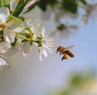 L'Ami des Jardins 1186 FAVORISER LA POLLINISATION DES FRUITIERS