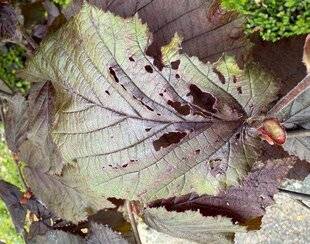 L'Ami des Jardins 1186 LES TENTHRÈDES SUR LE NOISETIER