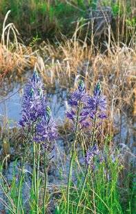 L'Ami des Jardins 1186 QUE PLANTER EN ZONE INONDABLE ?