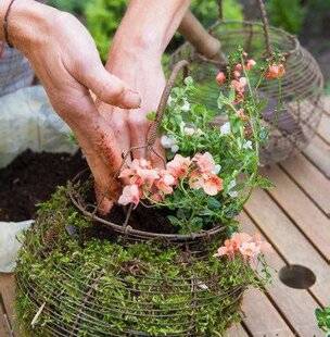 L'Ami des Jardins 1186 SUSPENSIONS INSOLITES