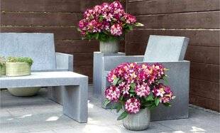 L'Ami des Jardins 1186 UN RHODO TRICOLORE