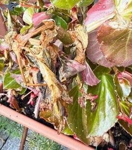 L'Ami des Jardins 1186 SURVEILLER LA POURRITURE GRISE SUR LE BÉGONIA