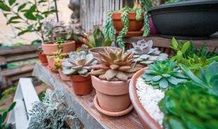 L'Ami des Jardins 1186 SORTEZ LES CACTÉES AVEC PRUDENCE