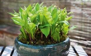 L'Ami des Jardins 1186 CONSERVER LE MUGUET