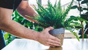 L'Ami des Jardins 1186 REMPOTER LES FOUGÈRES