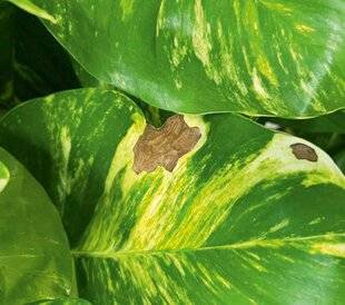 L'Ami des Jardins 1186 DES TACHES APPARAISSENT SUR LE FEUILLAGE DU POTHOSSOS